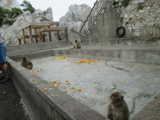The Rock is colonized by Barbary macaques which are the only monkeys found in the wild in Europe and are native to Morocco. This place is aptly known as Ape’s Den. According to legend, if the monkeys ever leave Gibraltar, so will the British.