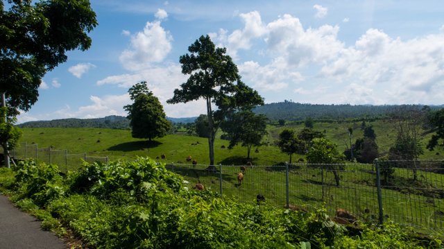 The cows at the grass field.