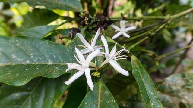 Coffee flowers.