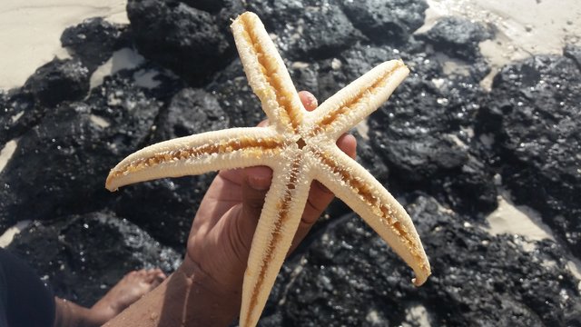 The only place where you can find enormous starfishes along the beach.
