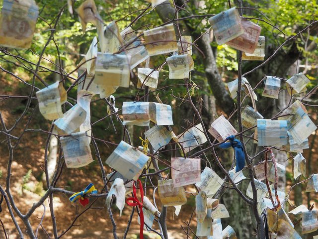 Tree with Ukrainian banknotes