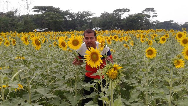 Visiting Sunflower Garden In Dhumki, Patuakhali, Bangladesh.