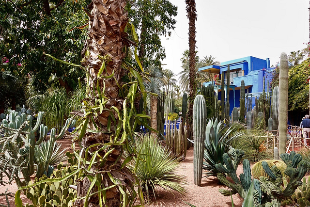 Majorelle Garden by Michał Olszewski @Flickr