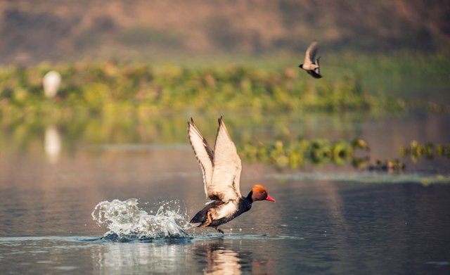 red head migratory duck 