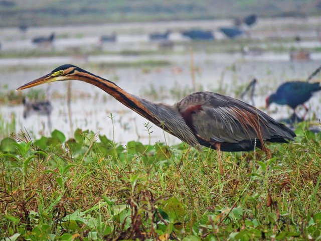 long neck gray Heron