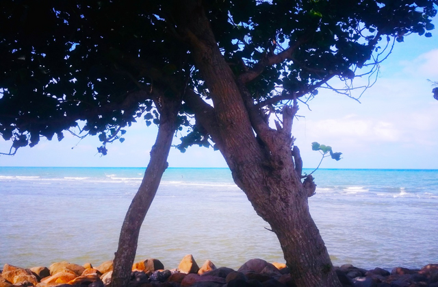 Image Photo from the front, seen wood trees and rocks on the shoreline of Mantak Tari beach