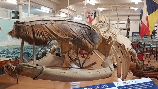 A full on skeleton of a ’Fin Whale’