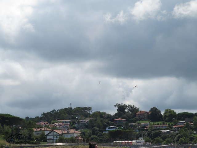 the flight of the seagulls