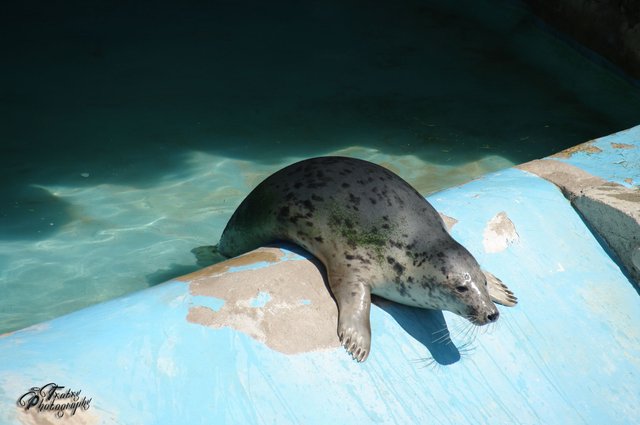 seals in the sun