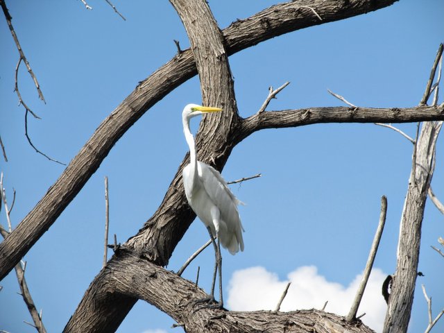 Okolice Jeziora Enriquillo to ostoja wielu gatunków ptaków
