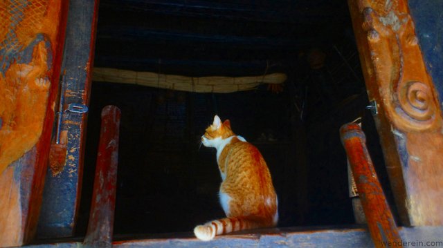 Cat examines the main house for any rats ;)