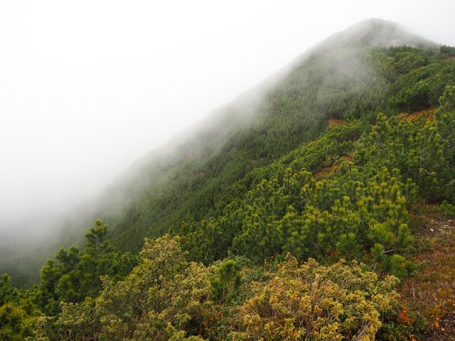 Mountain slope with pine trees