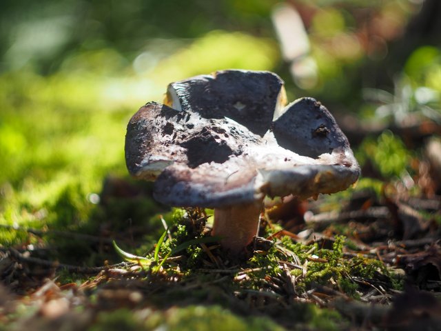 Russula, edible mushroom