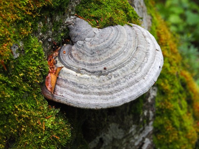 Fomes fomentarius