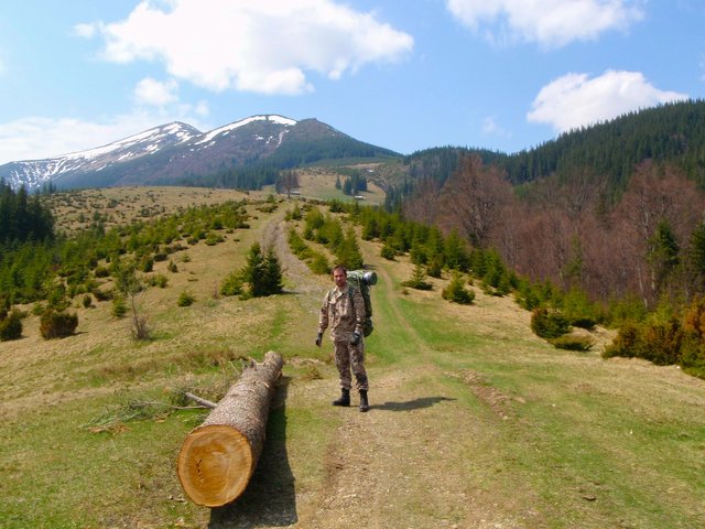 Near the cut trunk of the spruce