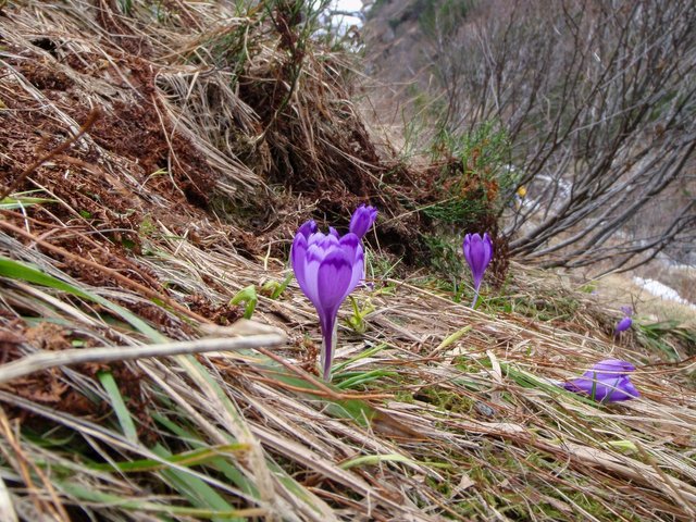 Mountain crocuses