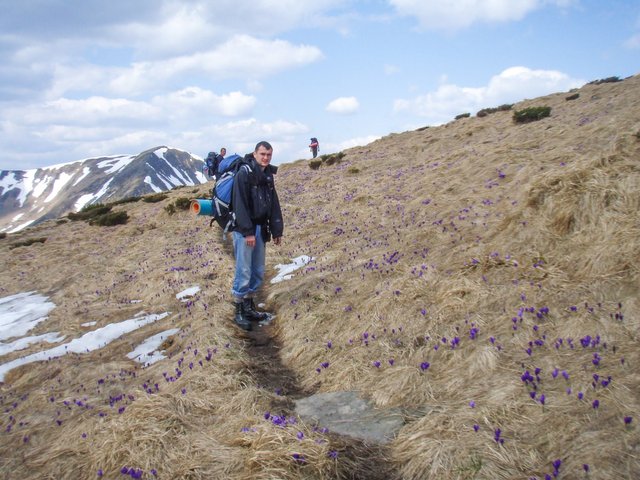 Path among the fields of the Carpathian crocuses