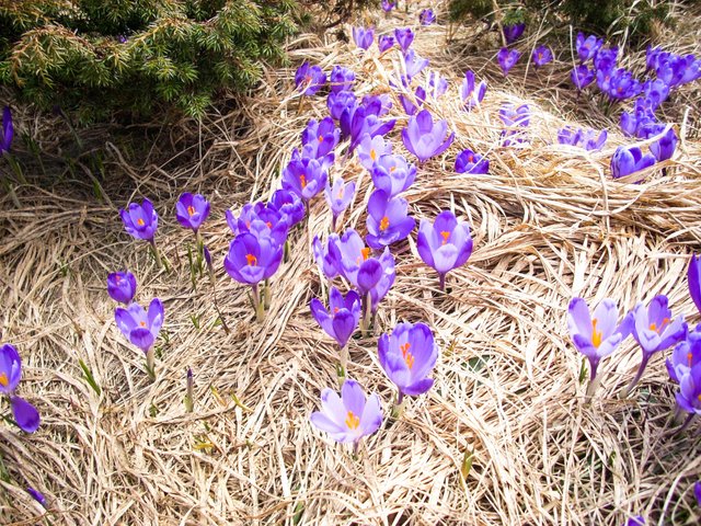 Mountain crocuses or saffron