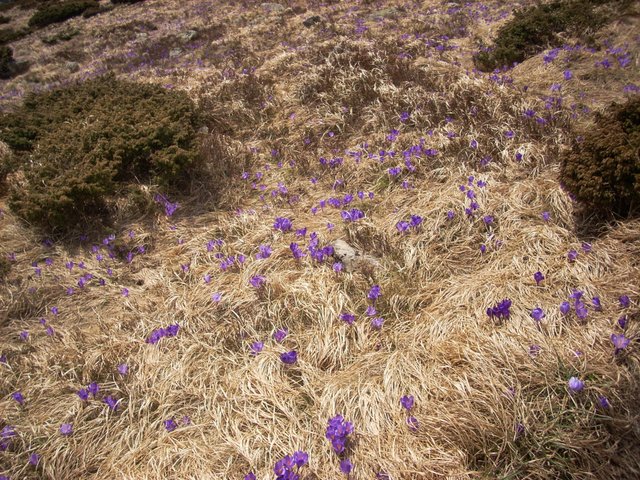 It is time of flowering of saffron