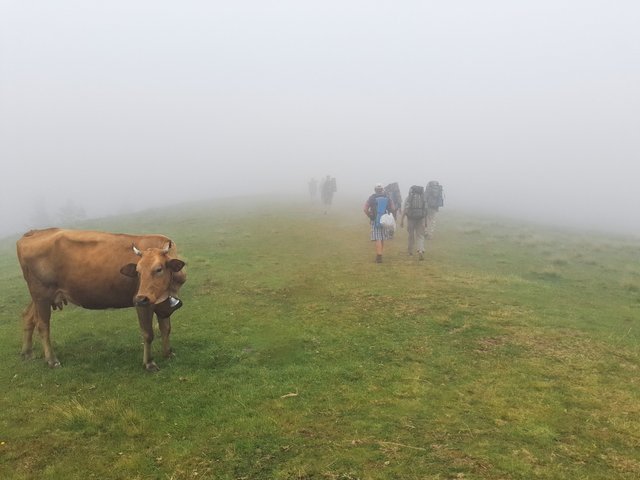 Cows are in the pasture, despite the fog