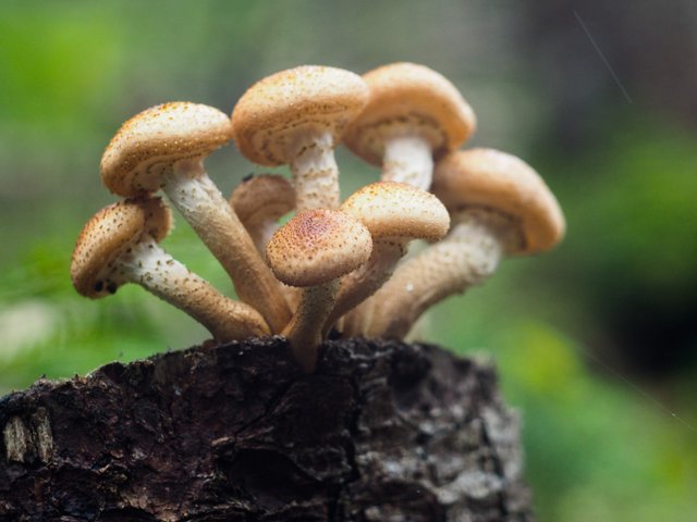 Honey mushrooms close up