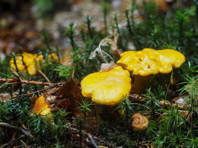 Chanterelles