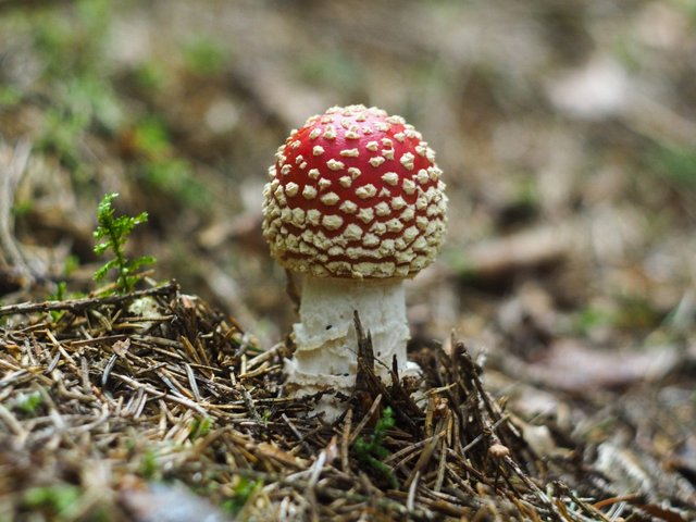 Red flu agaric