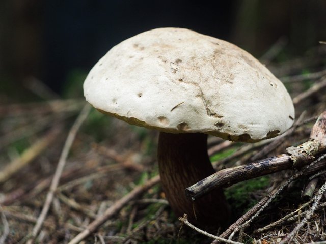 Gyroporus cyanescens