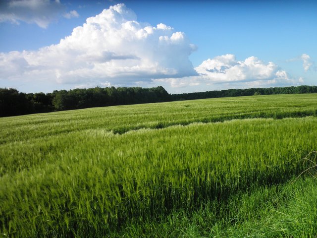 Fortunately, the Ukrainian fields are sown not only with rapeseed, but also with wheat