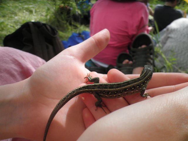 This lizard was very calm and did not think to run away