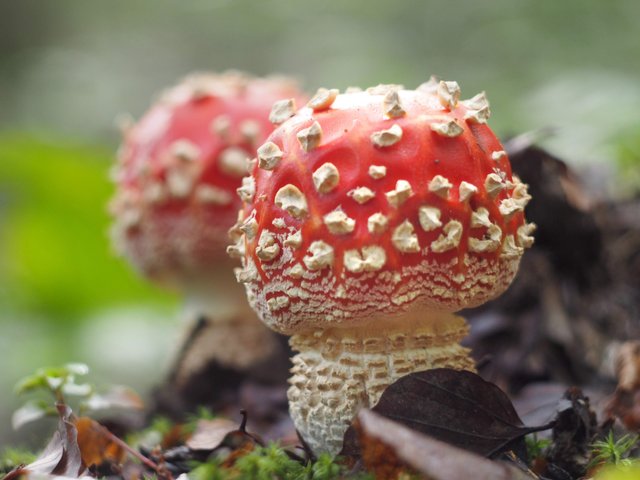 Amanita muscaria