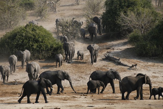 chobe-safari-1a.jpg