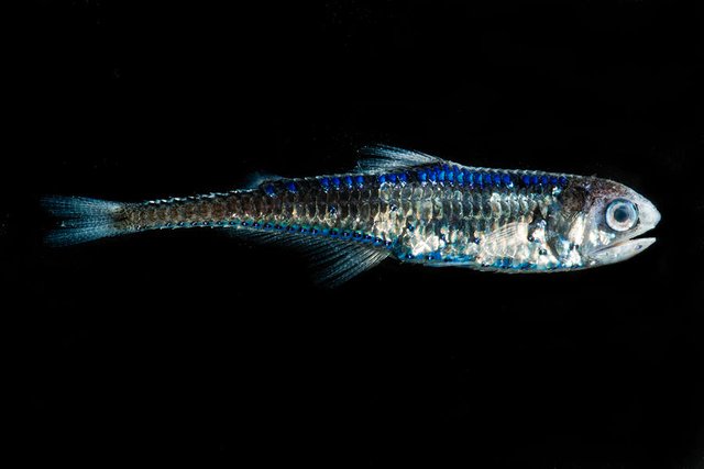 cocos-lanternfish-gonichthys-cocco-dant-fenolio.jpg