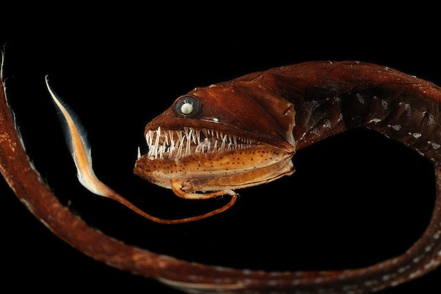 Deepsea-Dragonfish-1.jpg