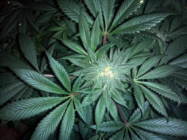 Marijuana-Weed-Hemp-Plant-Leaf-Natural-Cannabis-313051.jpg