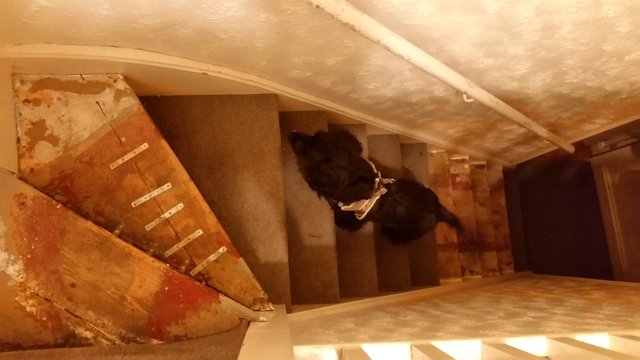 Rolo Puppy Stairs.jpg