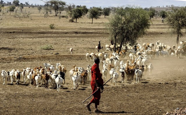 maasai-herdsman-802888_1280.jpg