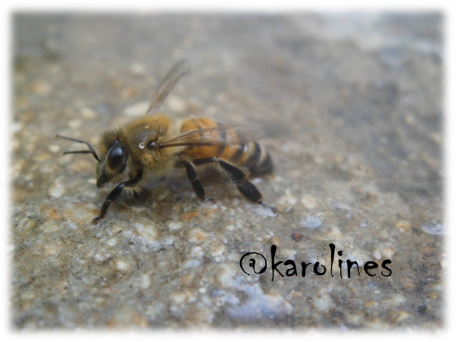 abeja en macro.png