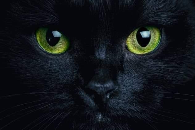 dark_cat.jpg