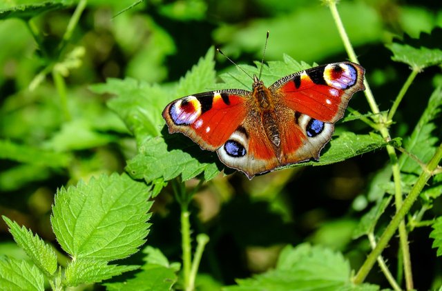 peacock-butterfly-1655724_1280.jpg