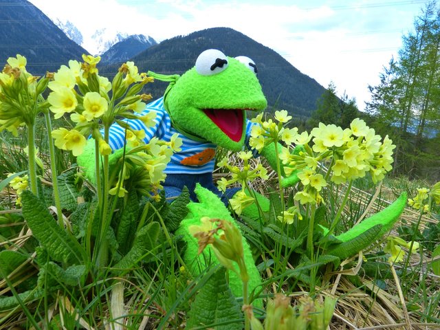 kermit-383400_1280.jpg