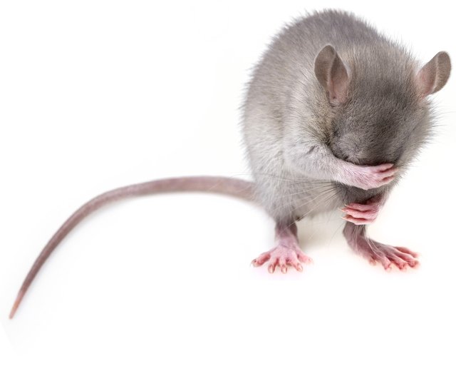 mouse-3194768_1280.jpg