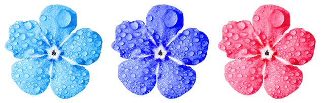 flower-2997632_1280.png