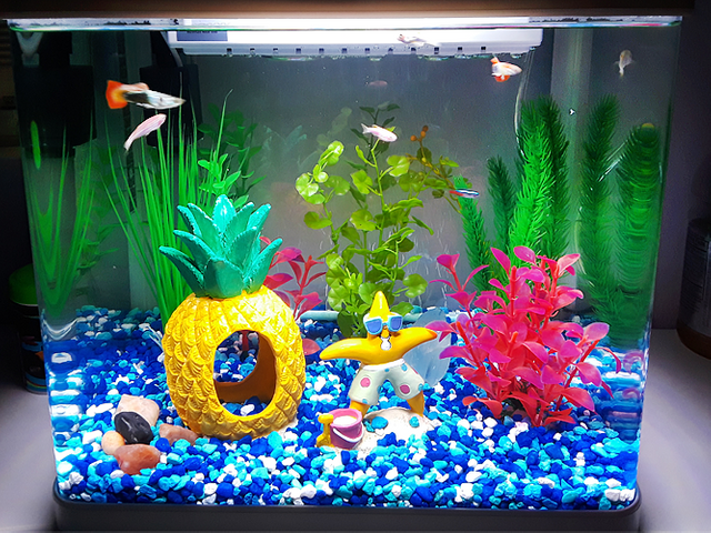 My son's Sponge Bob inspired fish tank
