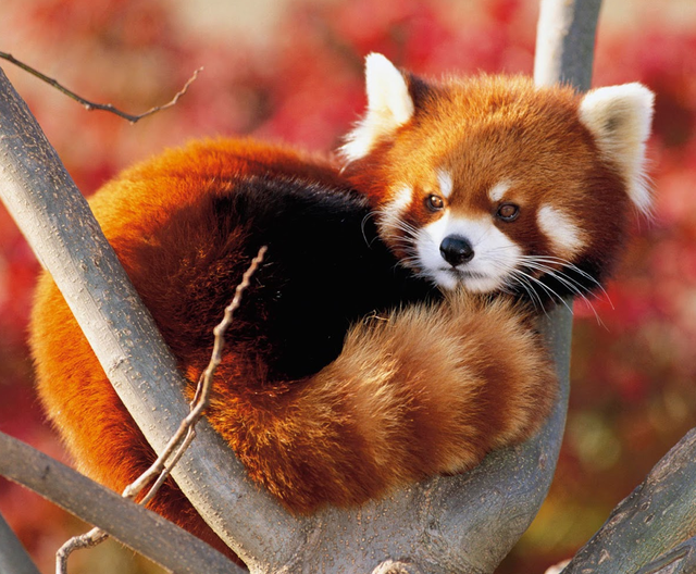 lindos dibujos de panda rojo a lapiz