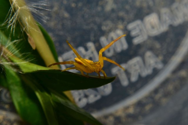 ruth-girl yellow crab spider (1).JPG