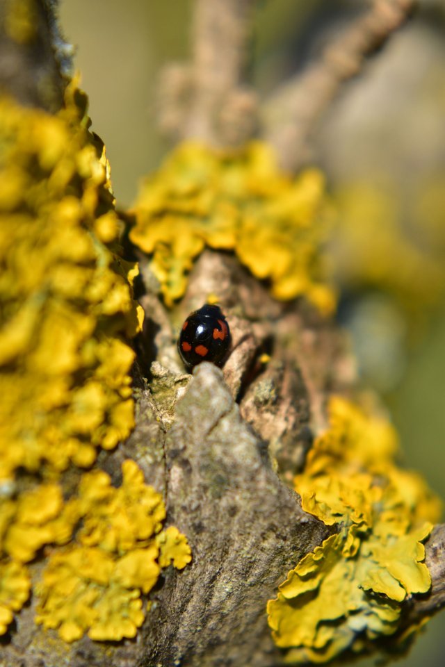 ruth-girl - black ladybug (4).JPG