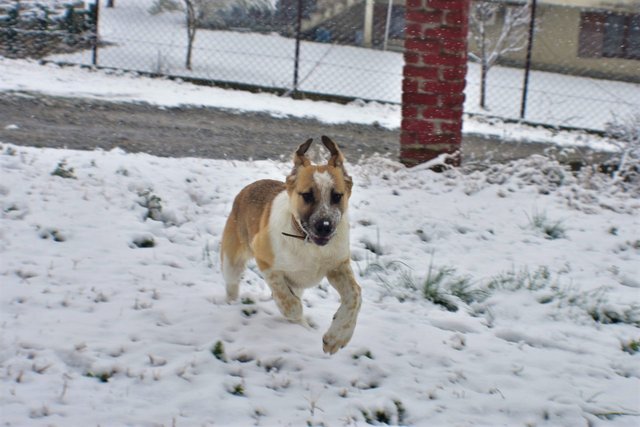 ruth-girl_puppy in the snow (10).JPG