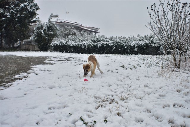 ruth-girl_puppy in the snow (7).JPG