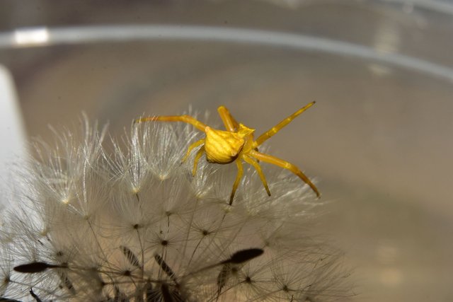 ruth-girl yellow crab spider (5).JPG